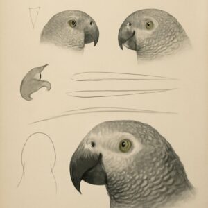 Anatomy of a bird showcasing bird skeleton anatomy and bird bone anatomy