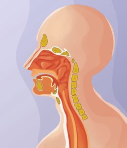 Illustration of epiglottis anatomy and anatomy of a shrimp