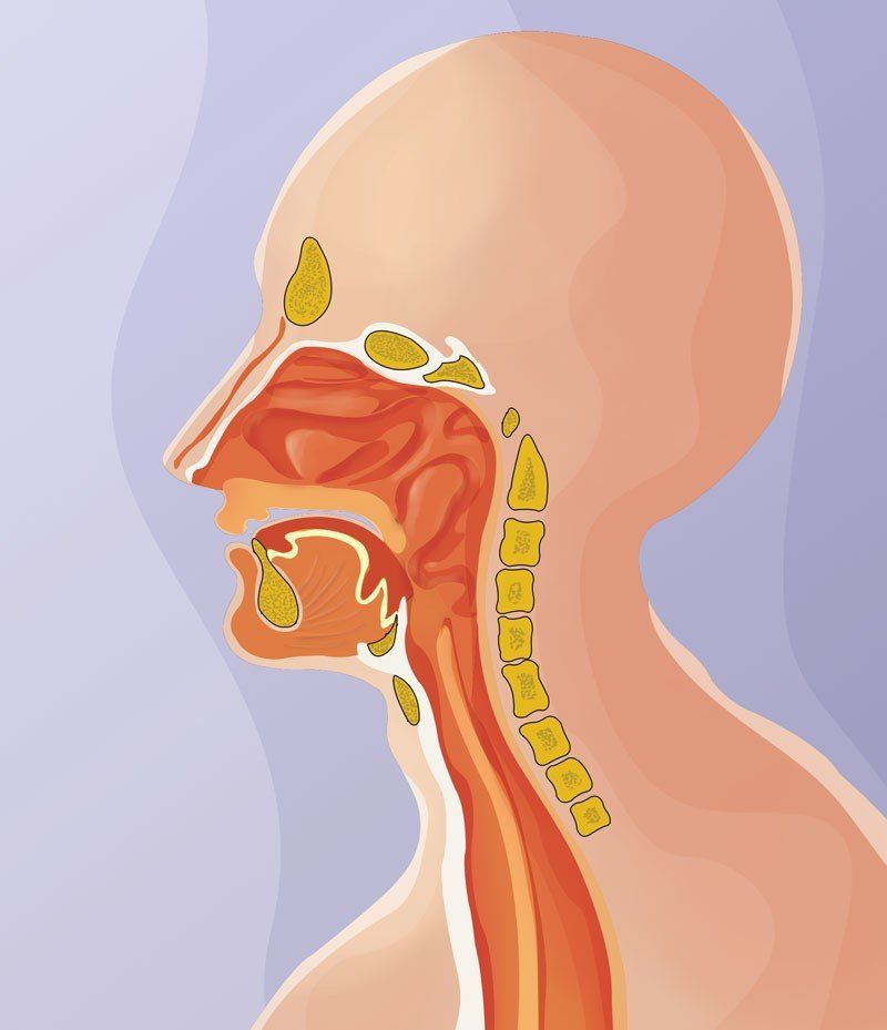 Illustration of epiglottis anatomy and anatomy of a shrimp