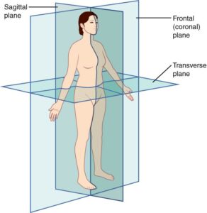 Detailed view of left side anatomy and human anatomy left side