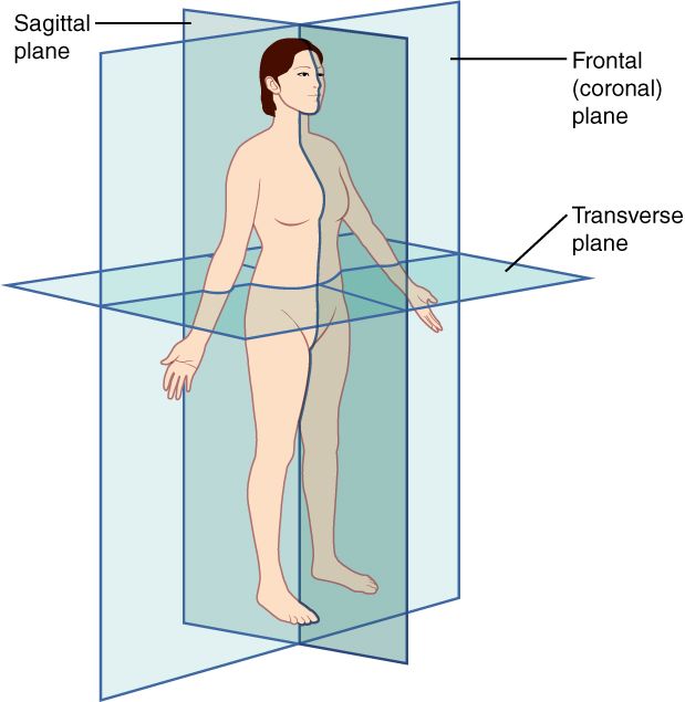 Detailed view of left side anatomy and human anatomy left side