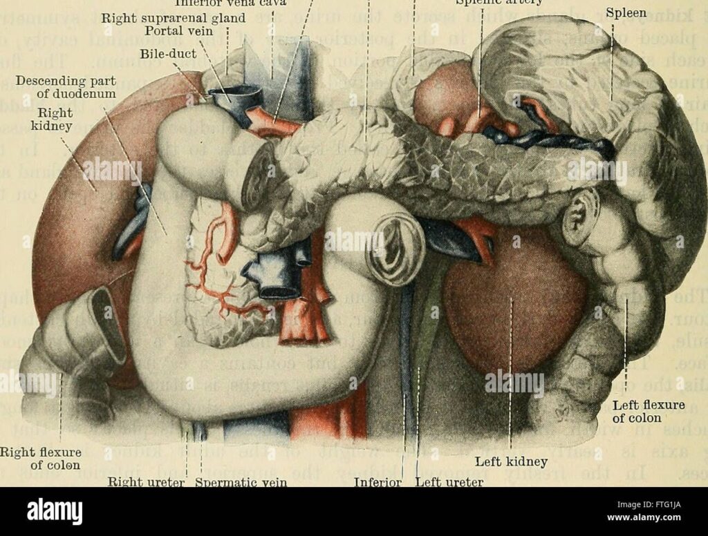 Left side anatomy and human anatomy organs left side