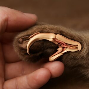 An overview of cat claws anatomy and its comparison to eardrum and crab claw anatomy