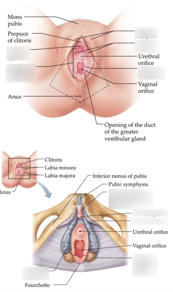 Understanding vestibule female anatomy and koala anatomy
