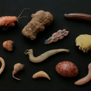 Nudibranch anatomy and sea slug adaptations