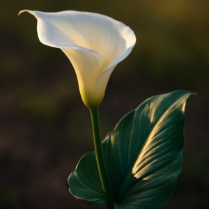 thumbnail sketch definition and calla lily sketch