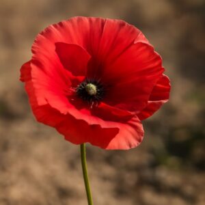 Watercolor color wheel and watercolor poppies