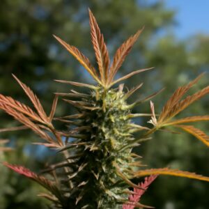 cannabis plant anatomy, anatomy of cannabis